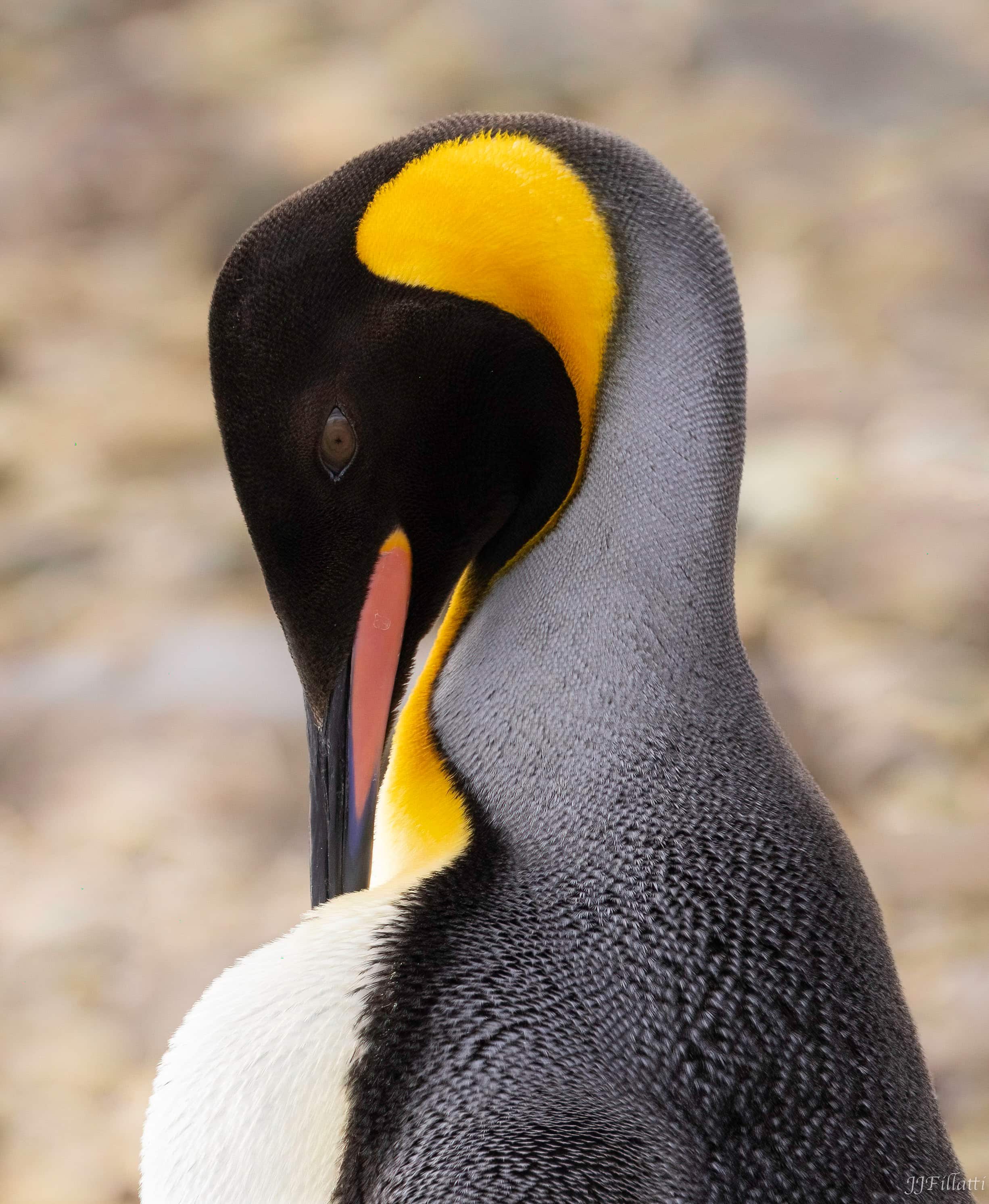 bird of the falklands image 9